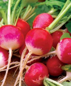 Radish Seeds (Root) - Scarlet Globe/White Tip