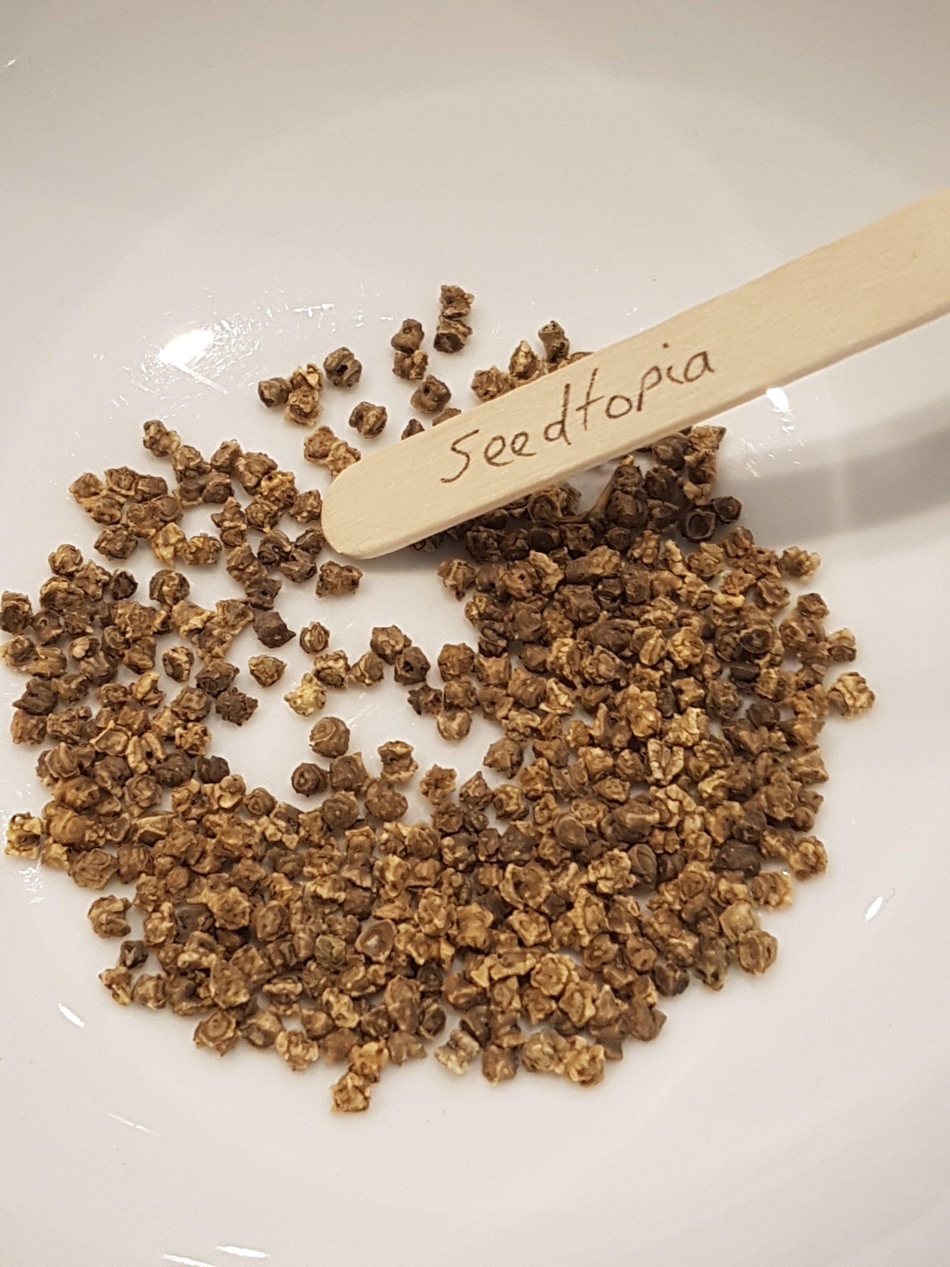 seeds-beetroot-boltardy seeds-beetroot-boltardy